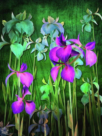 Iris Versicolor - Art Print